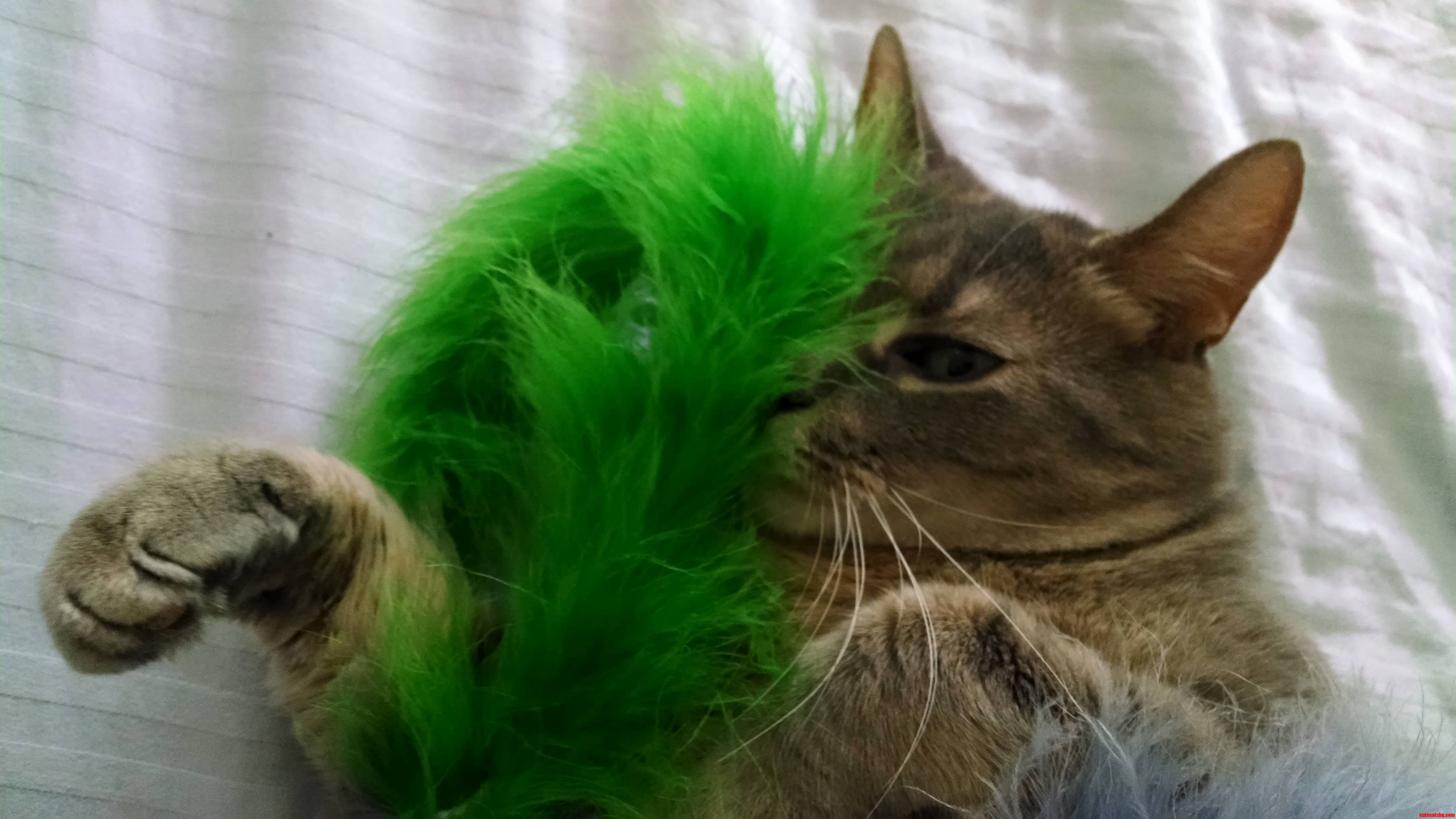 Meowsers