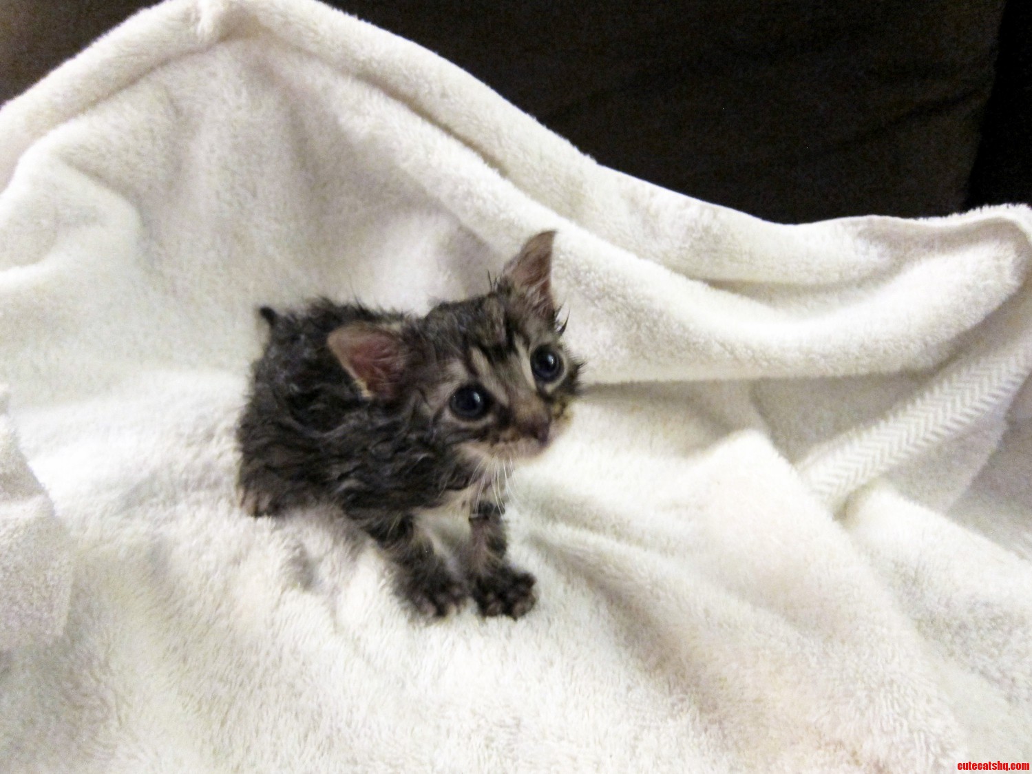 Merlins First Bath