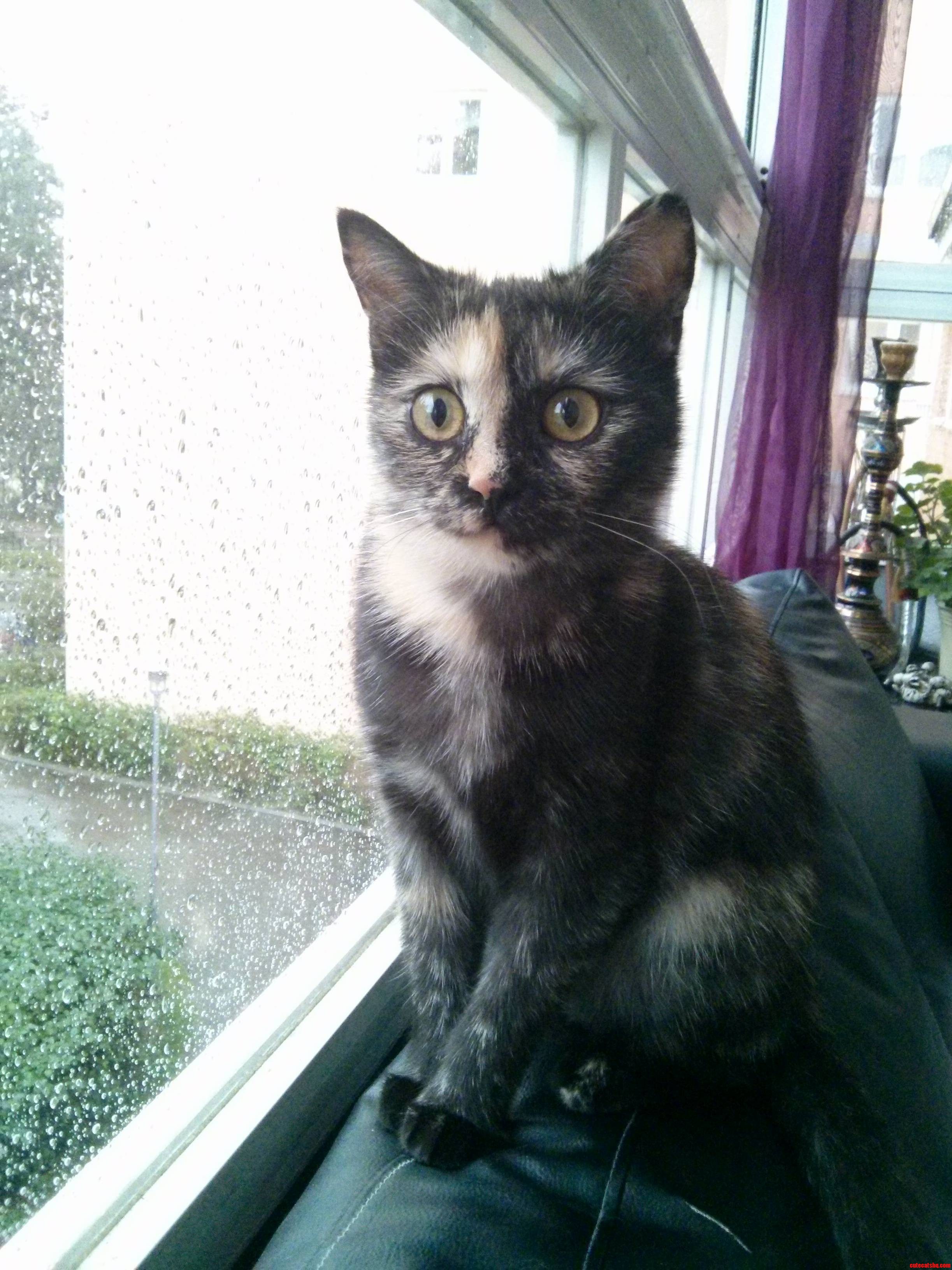 Mesmerised by the Rain 3