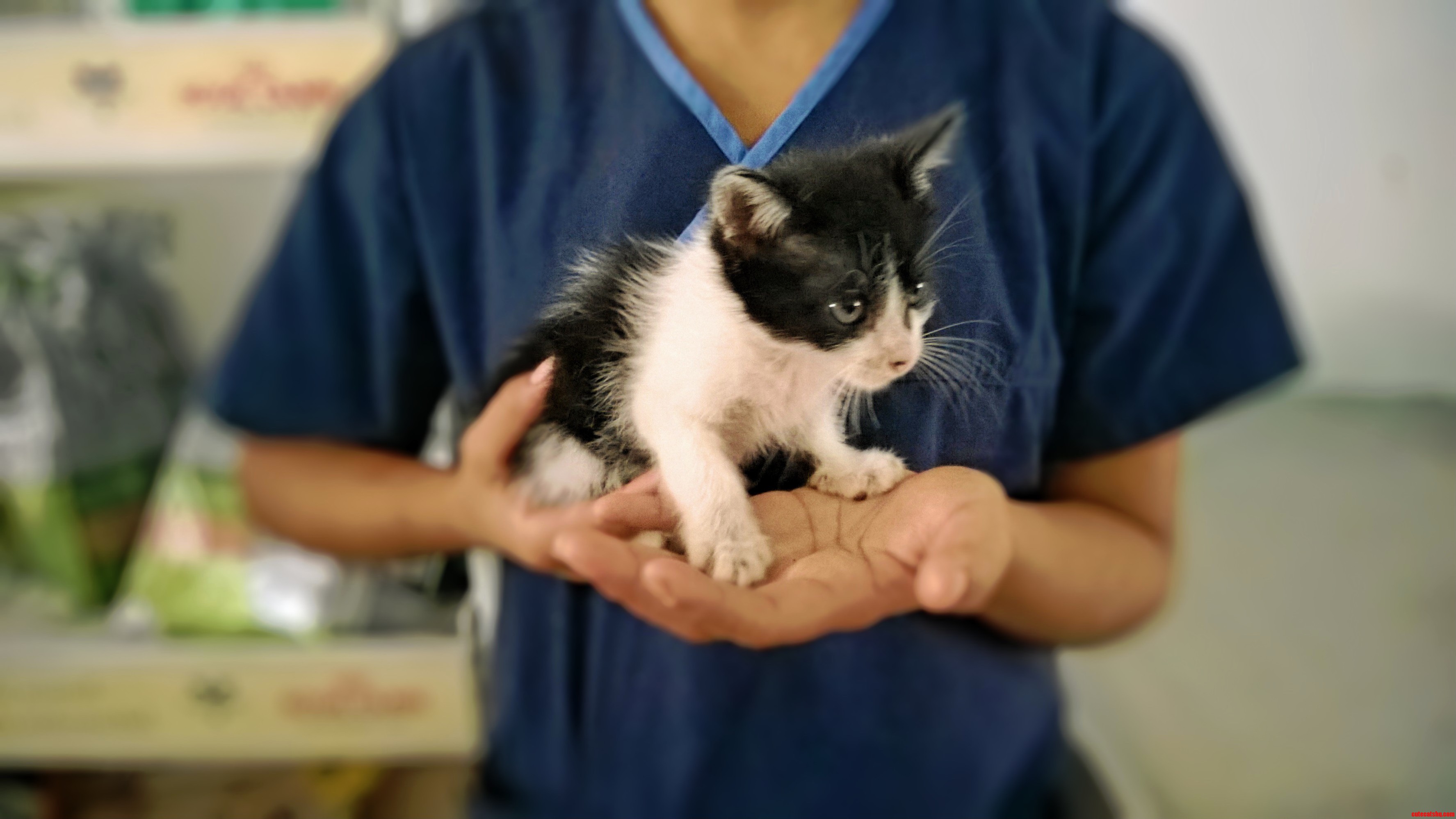 Met This Little Guy at the Vet Today