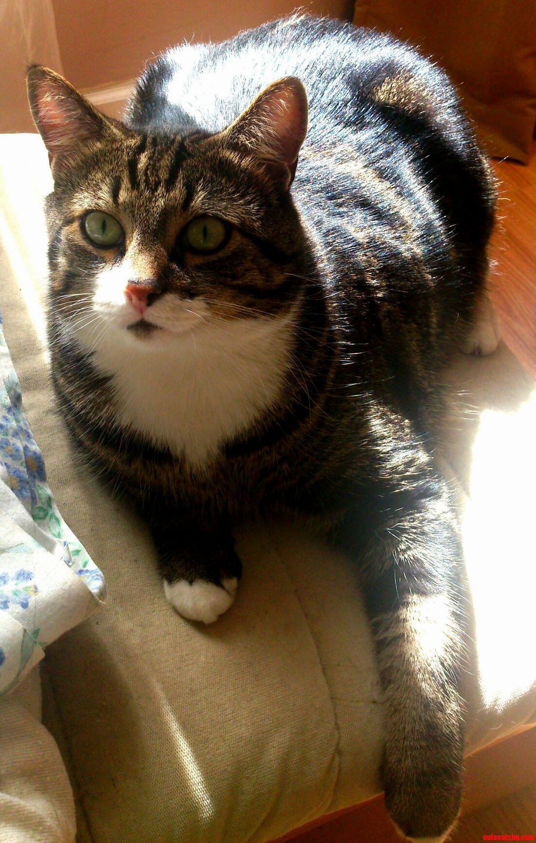 Milo Has Always Been the Pretty One