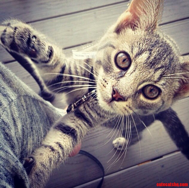 Minnie Says Happy World Cat Day.