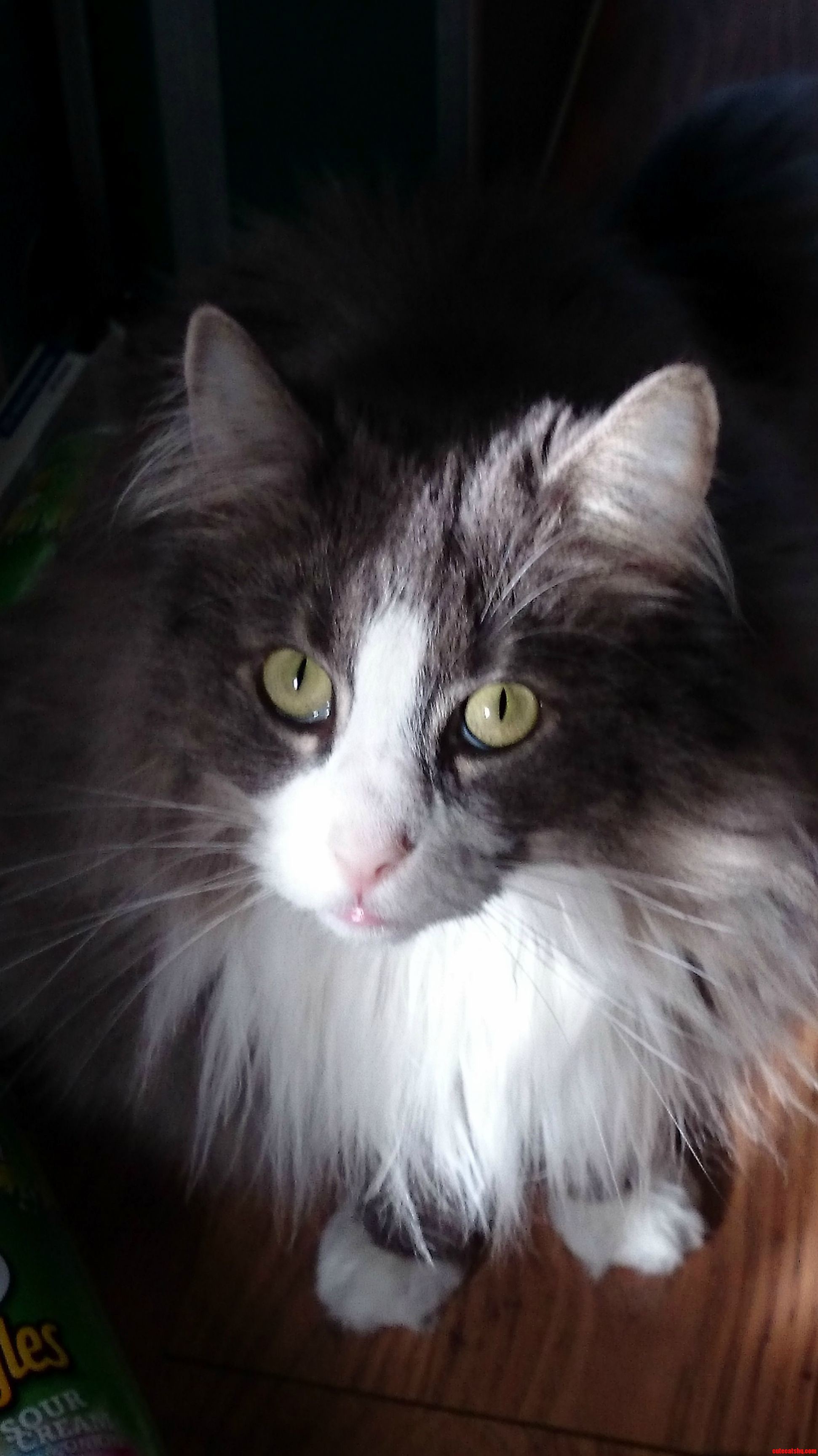 Minnie the Timid Pokes Her Head Out from the Shadows