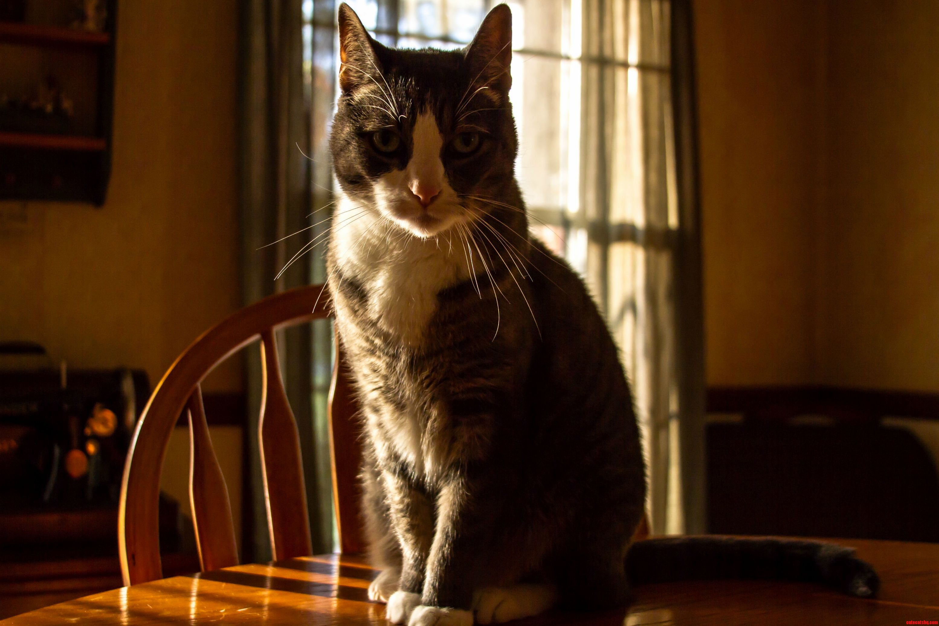 Mittens Is Always Judging You.