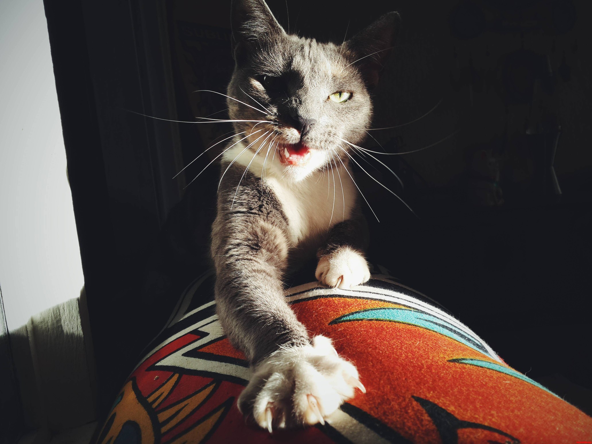Molicat