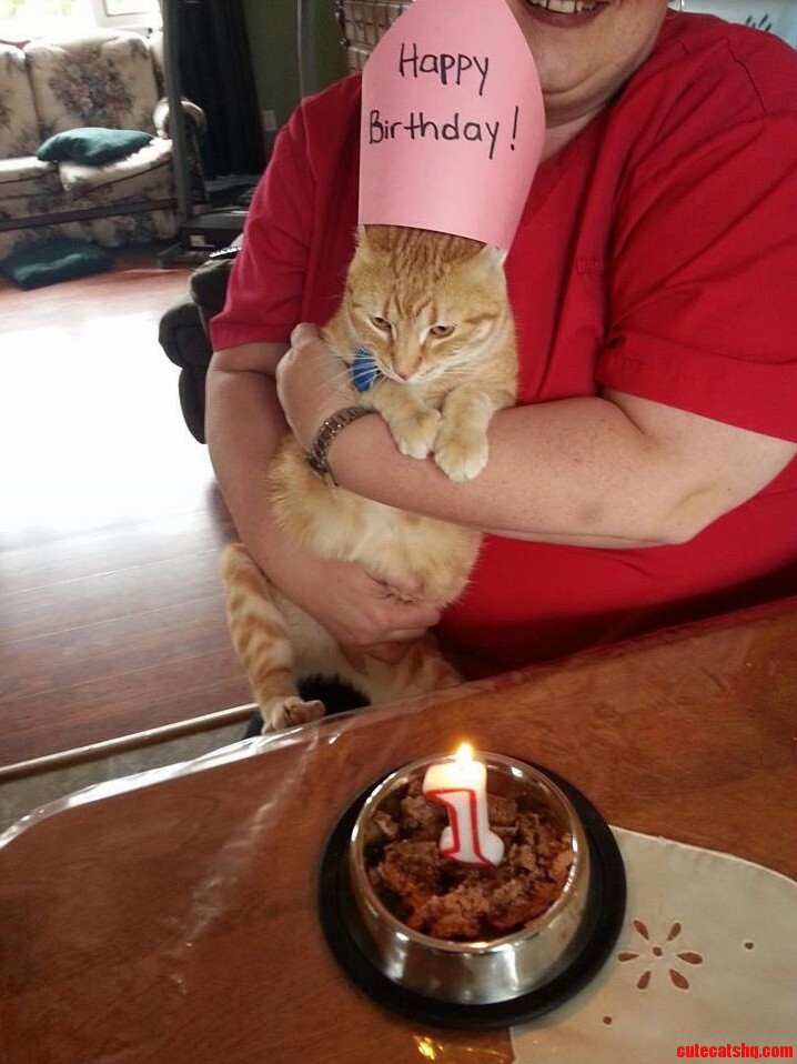 Moms Cat Is Not Pleased with Her Homemade Party Hat.