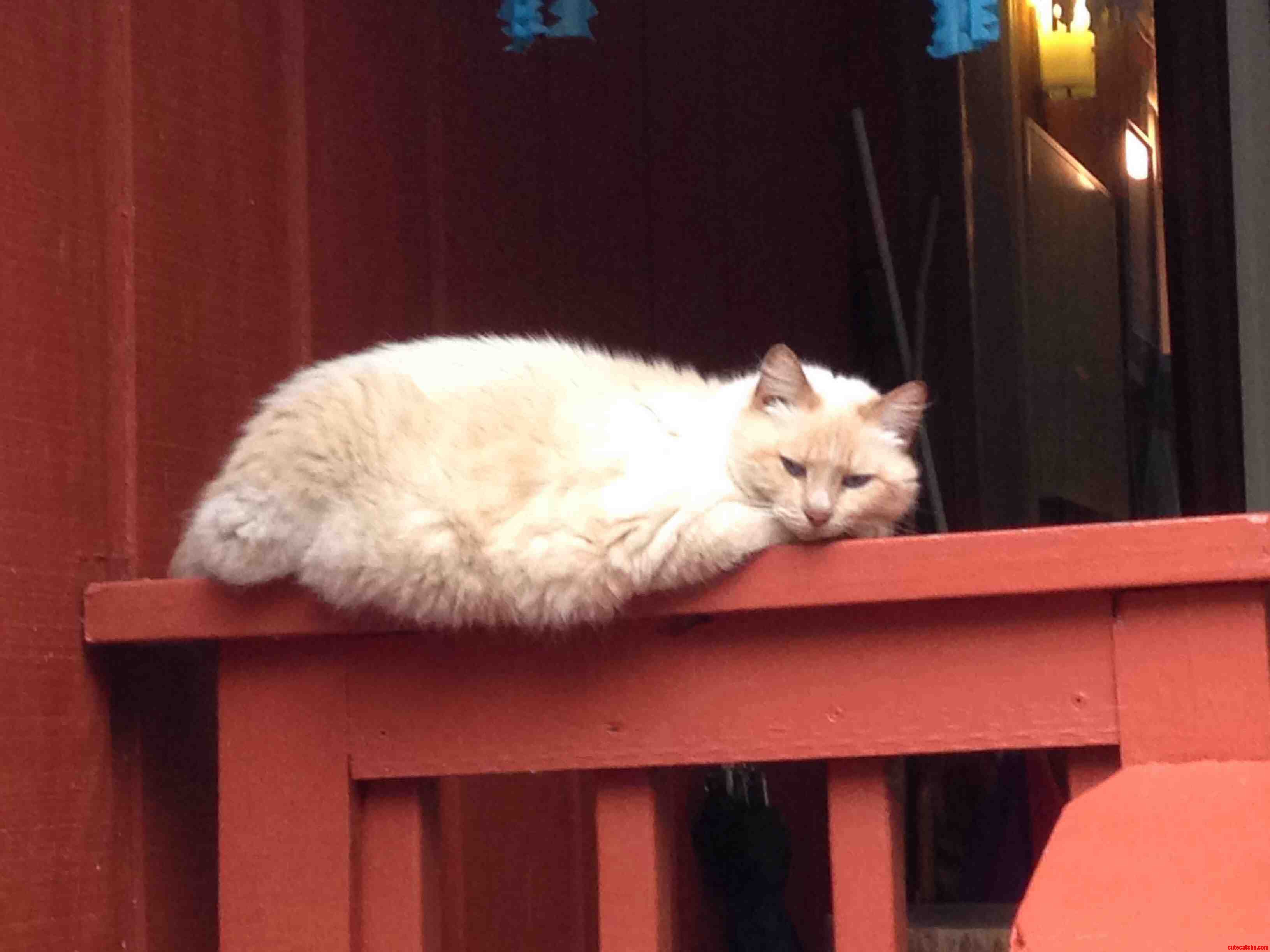 Monastery Cat