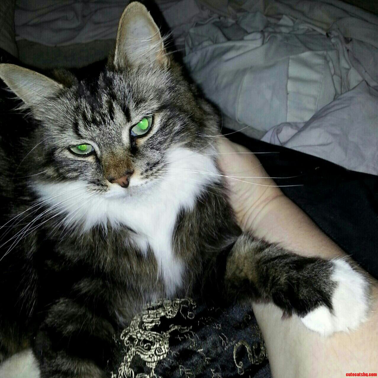 More Feline Fellowship