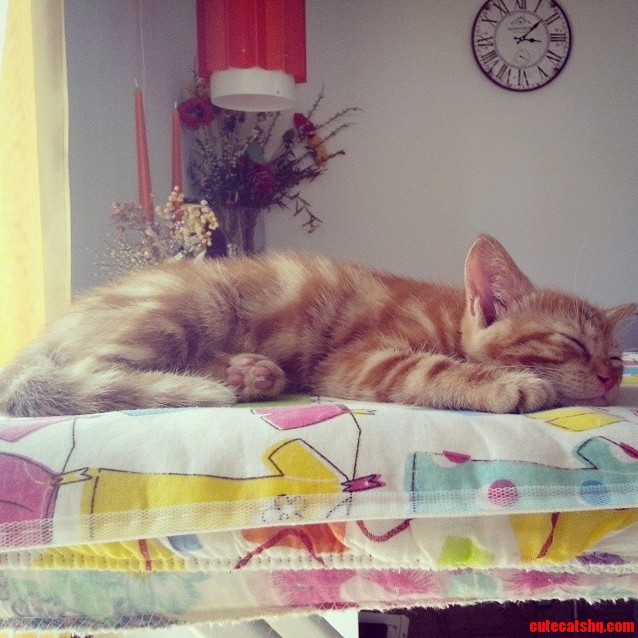 Most Beautiful Cat Ever