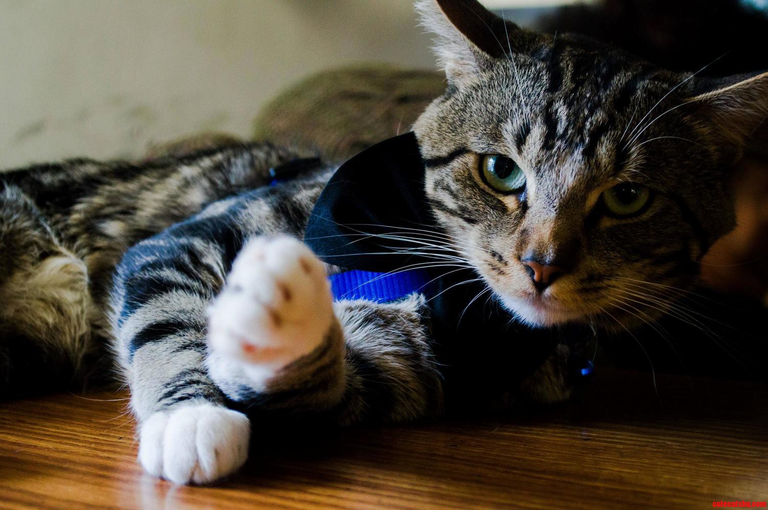 Most Interesting Cat on the Block