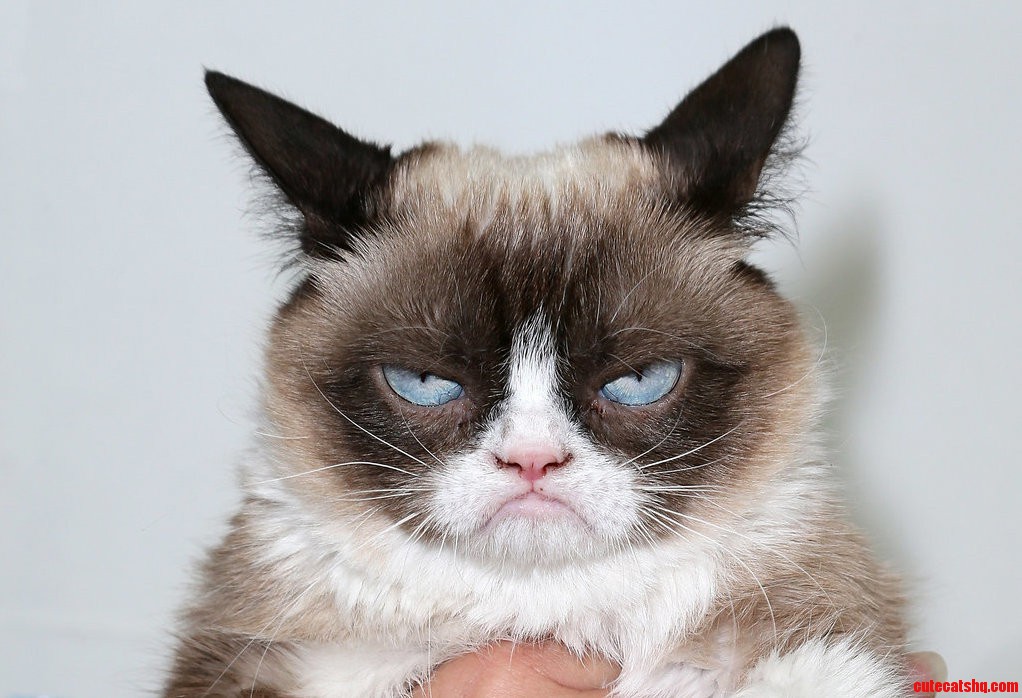 Most Miserable Cat Ever