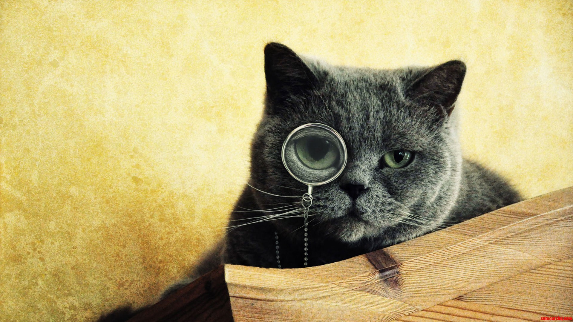 Mr. Cat