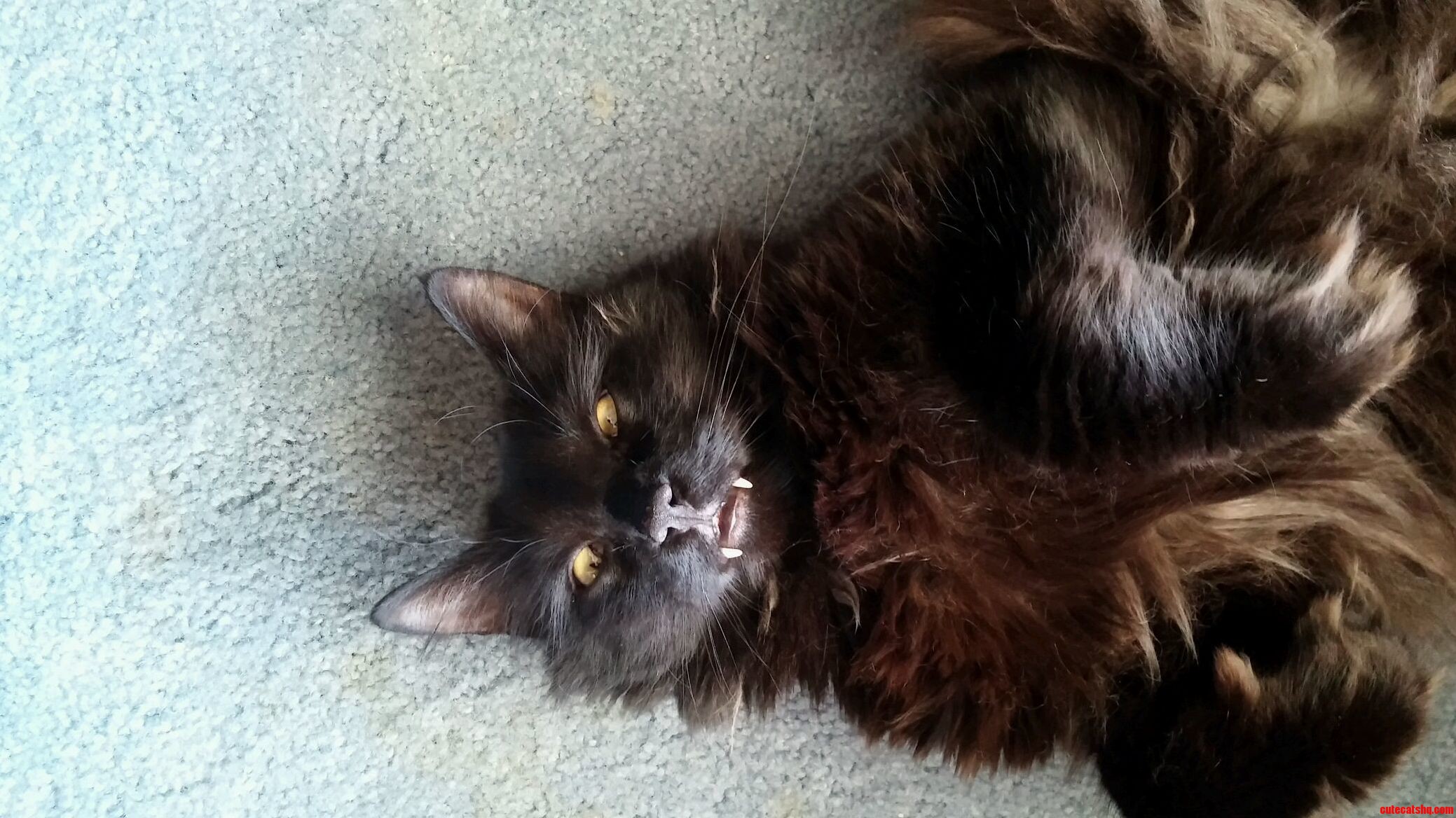 Mr. Fangs