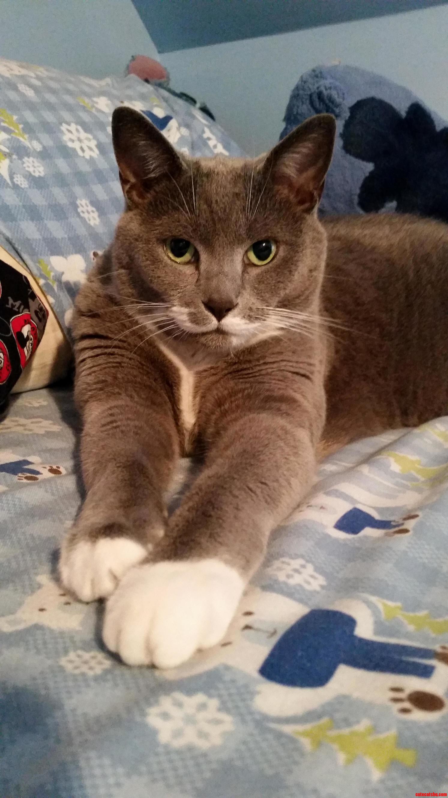 Mr. Kitty Loves Caturday Because I Leave the Bed Unmade for Him