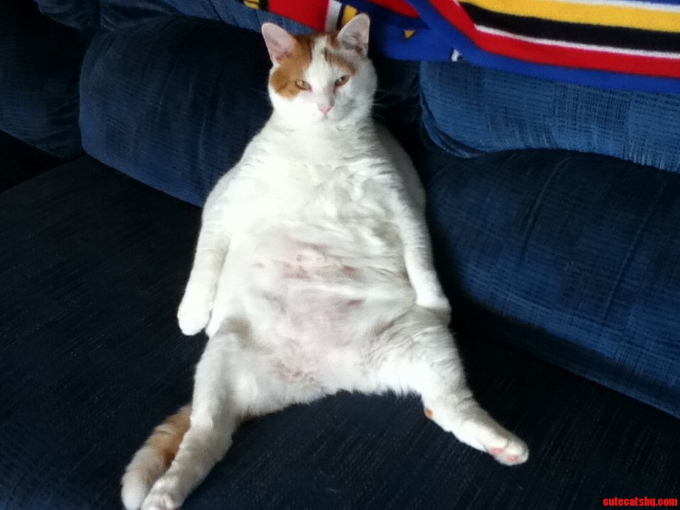 Mr. Whiskers Liked to Sit Like a Person
