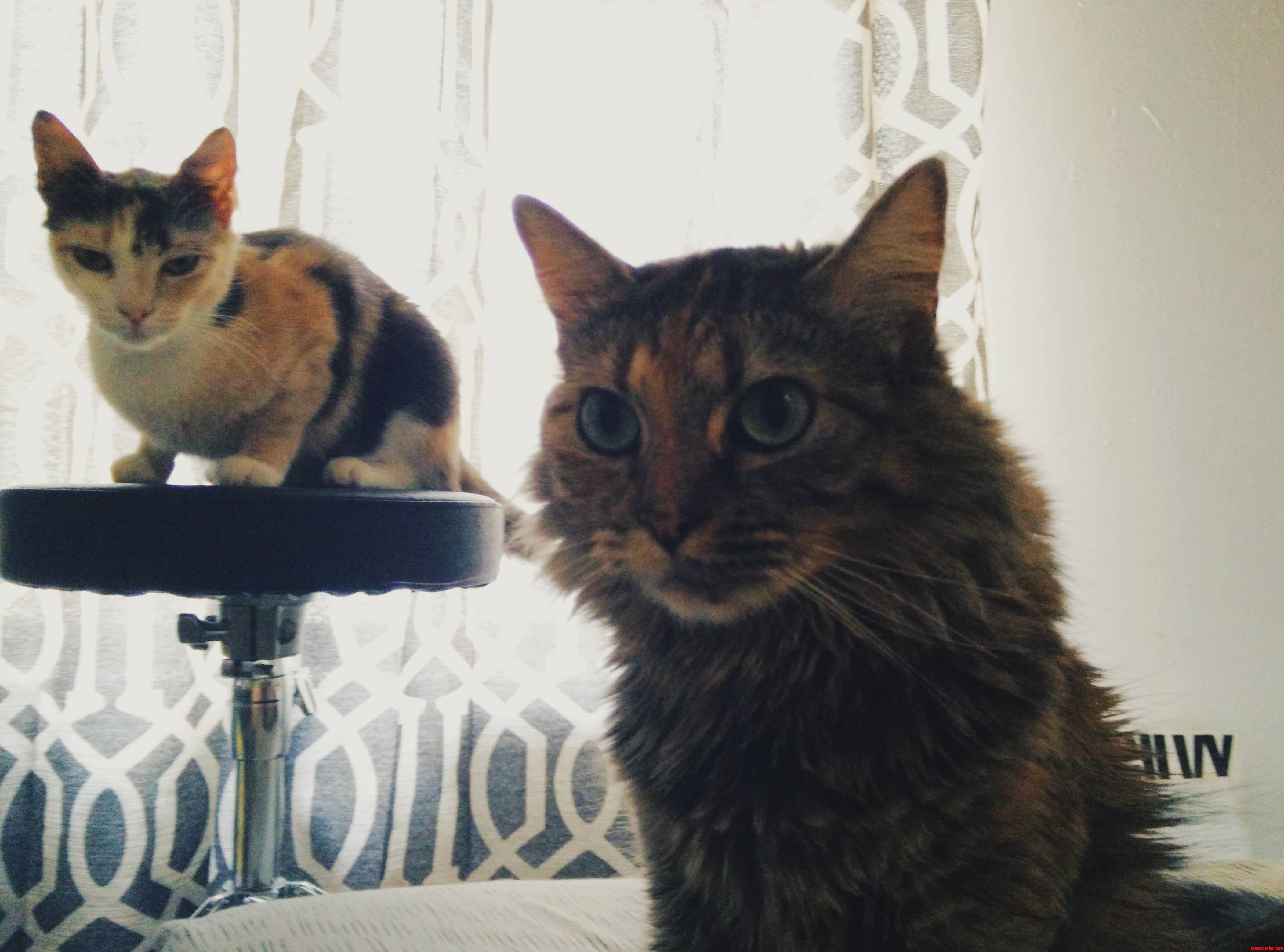 Mufasa and Me-mow My Little Ladies
