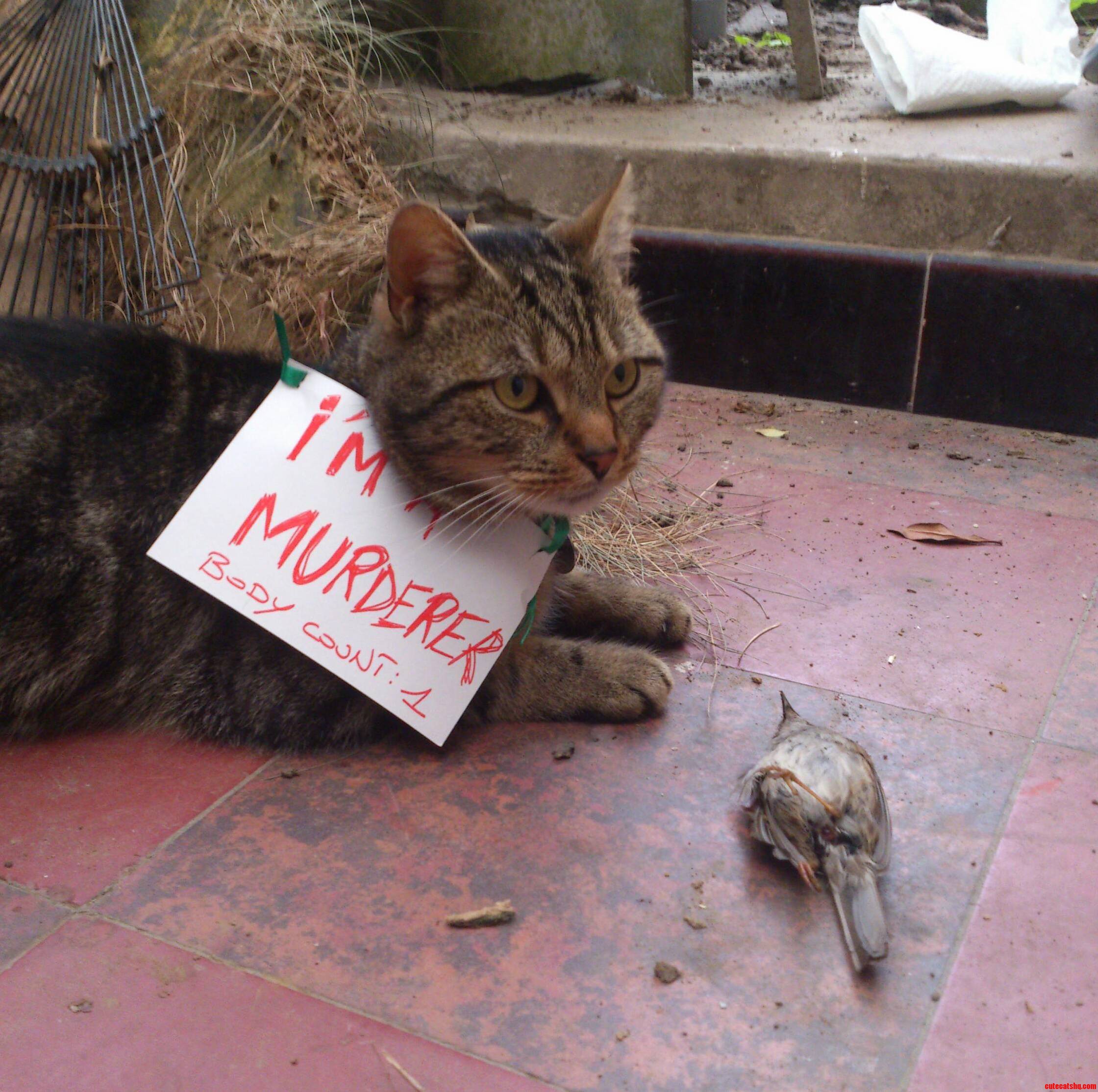 Murderer Cat