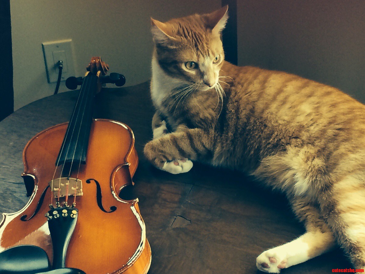 Musicat