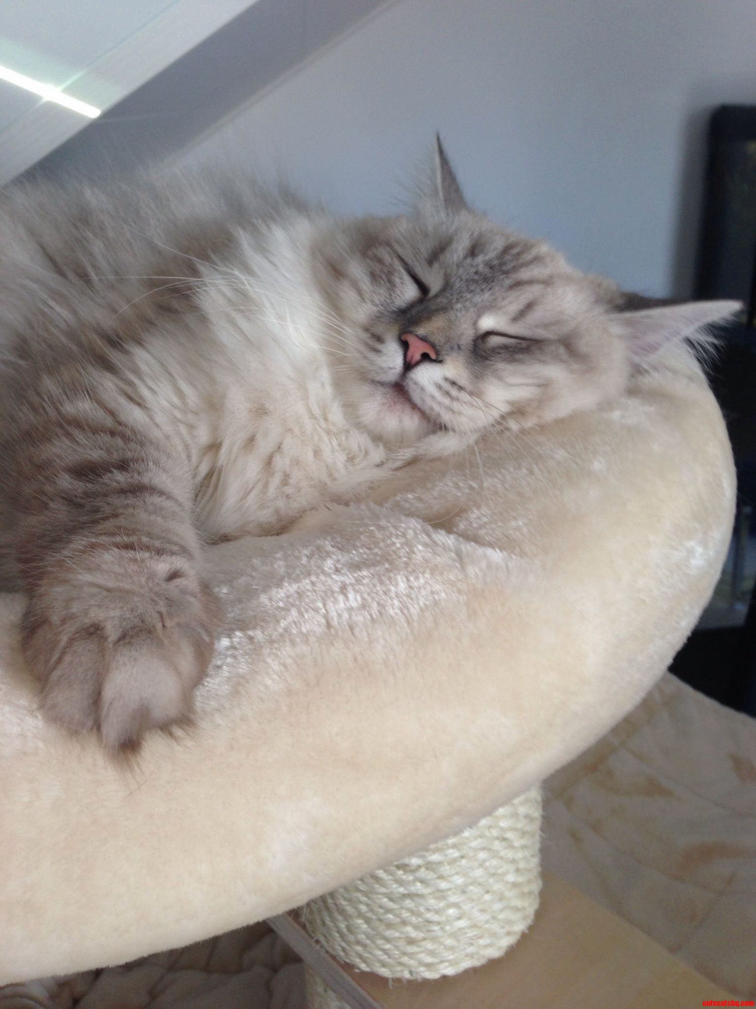 Must Sleep