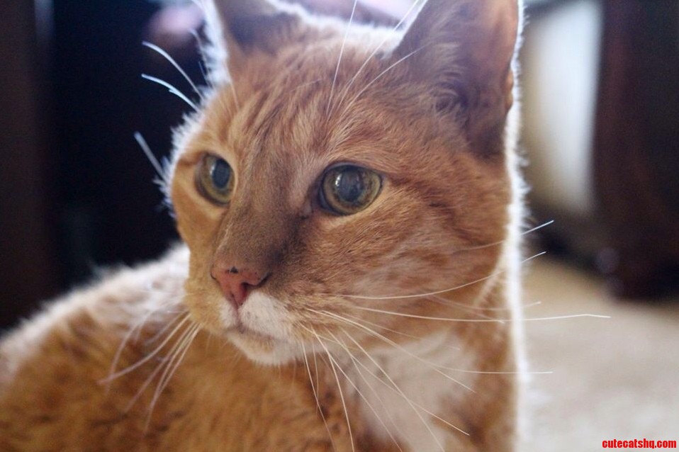 My 18 Year Old Kitty