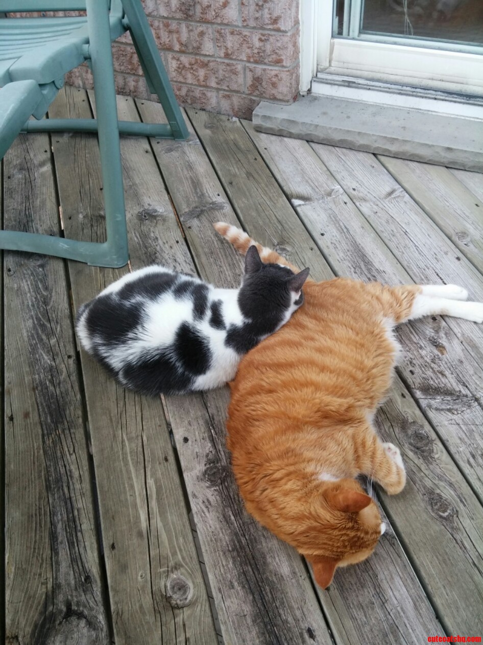 My 2 Awsome Cats