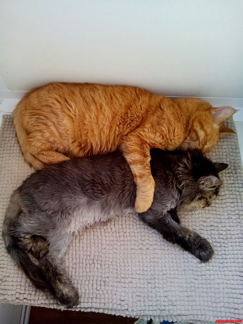 My 2 Old Cats That Known Each Other for More Than 10 Years