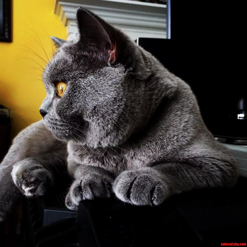 My Baxter the British Shorthair