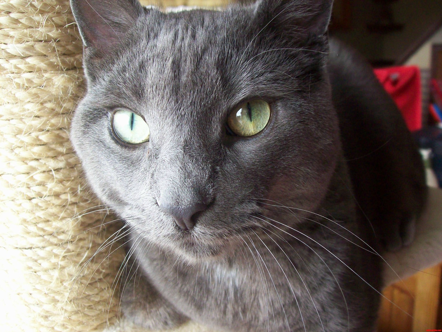 My Beautiful Boy Sully