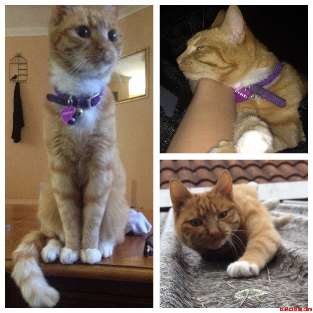 My Beautiful Cat Who Thinks Shes a Dog