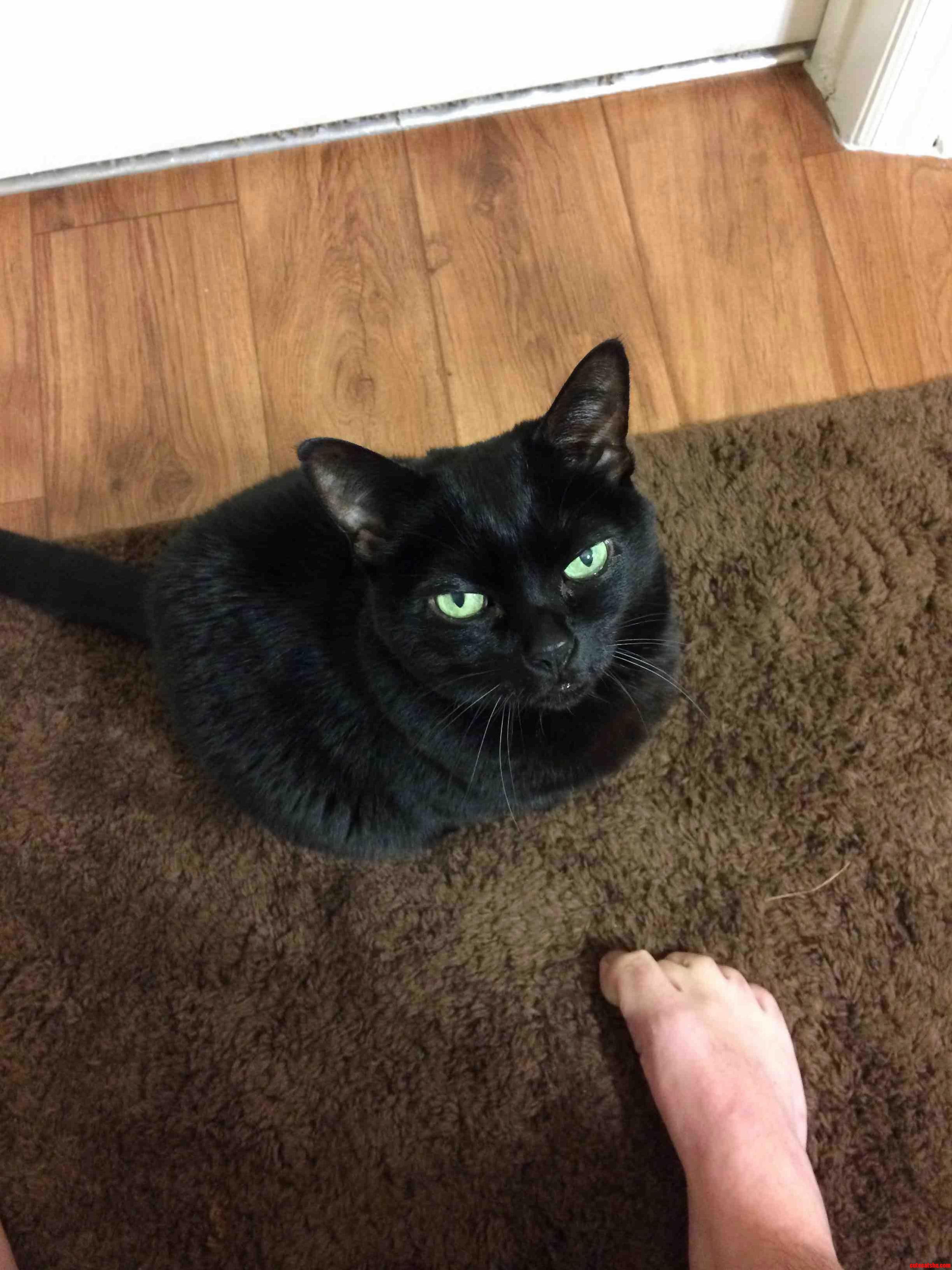 My Beautiful Friend Kiki 1998-2014 . Gone but Never Forgotten.
