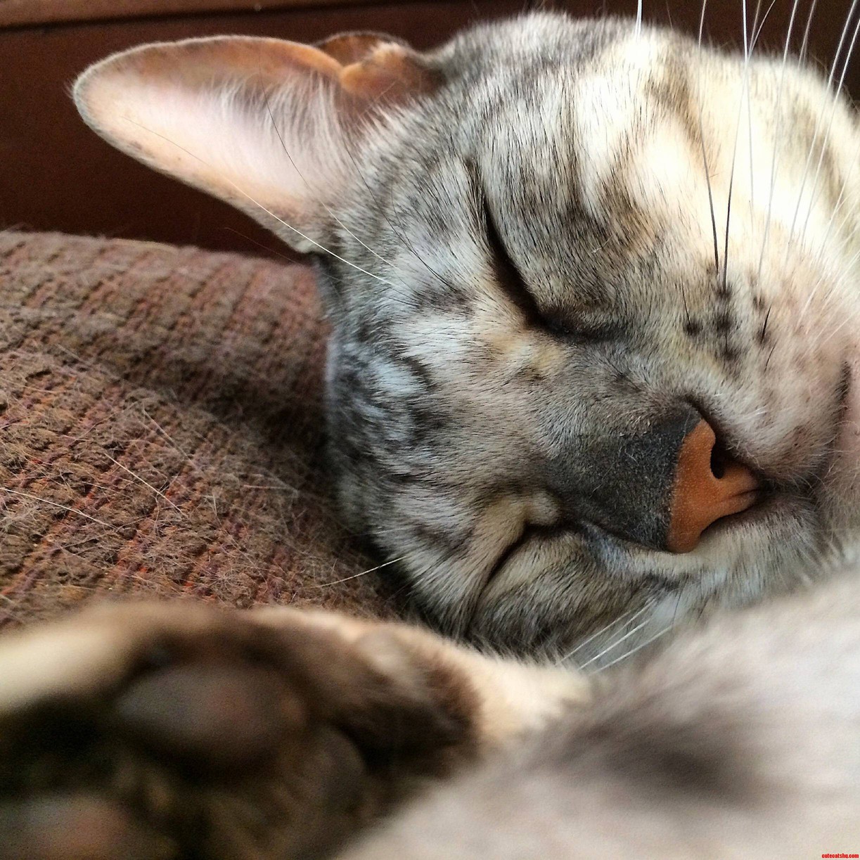 My Beautiful Sleeping Bengal