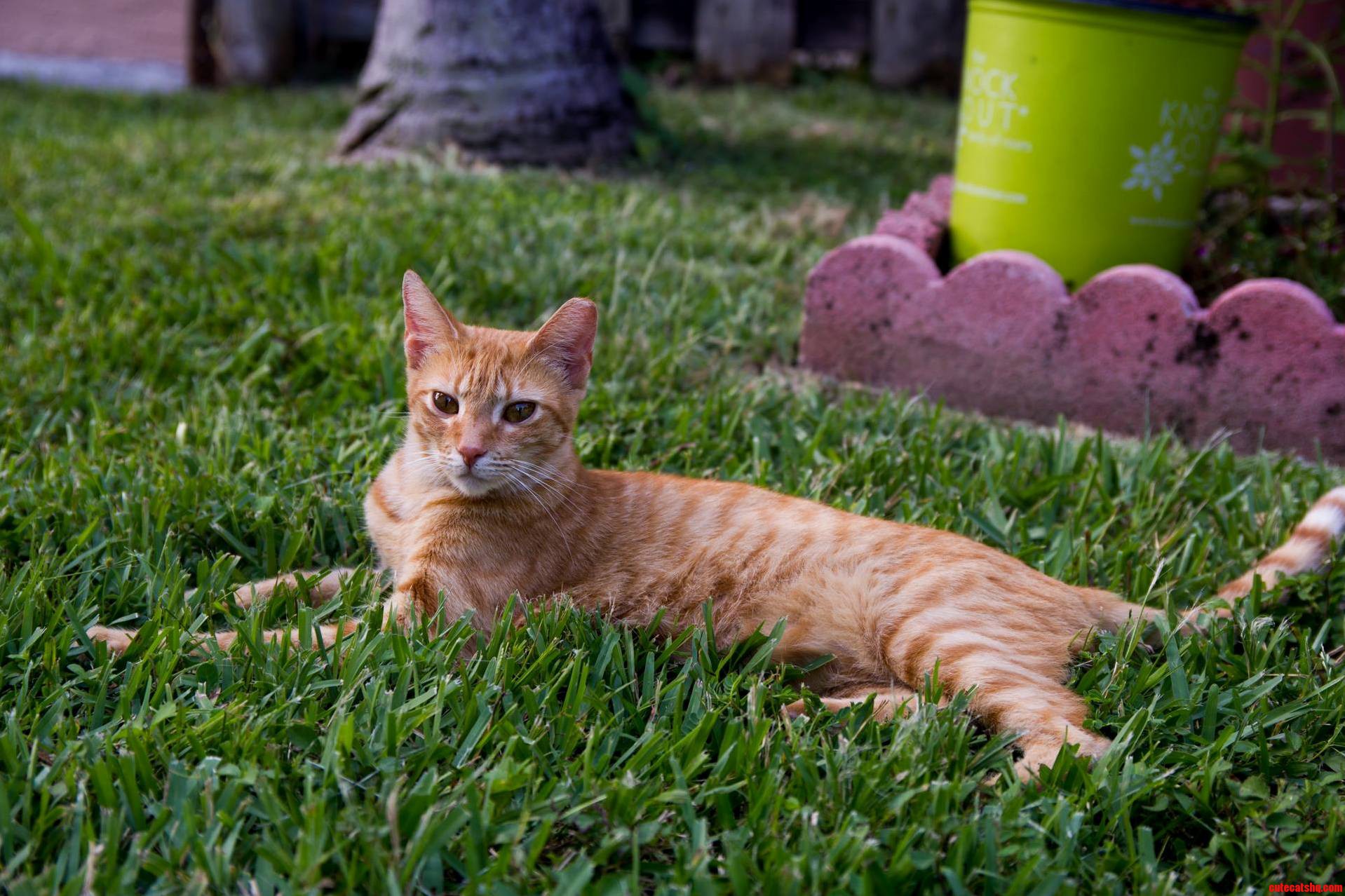 My Beautiful Tigra.