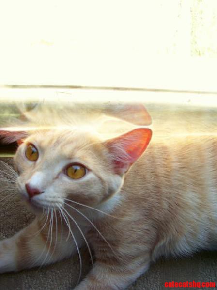 My Best Friend Sushi