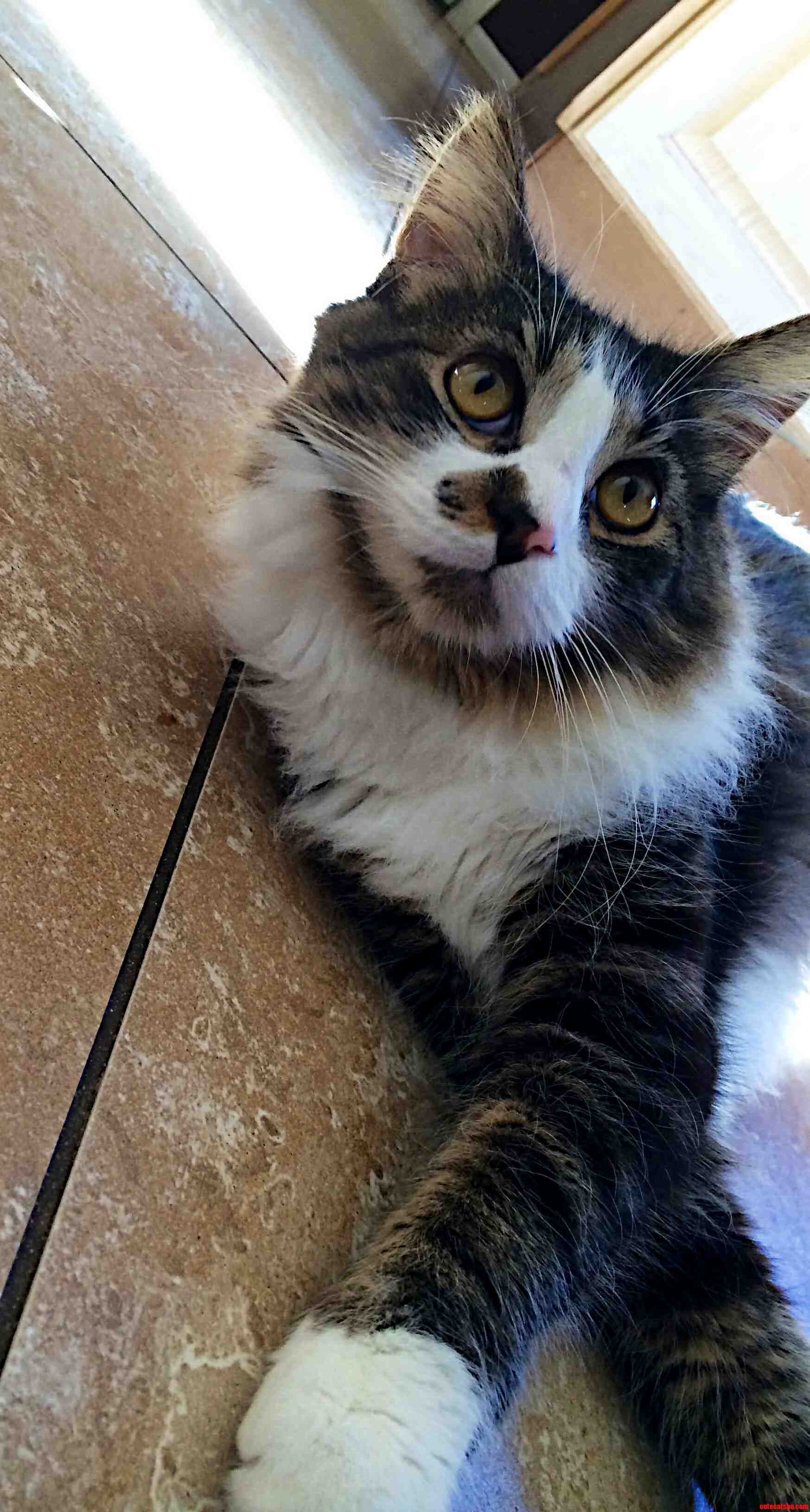 My Best Friends Cat Duncan.