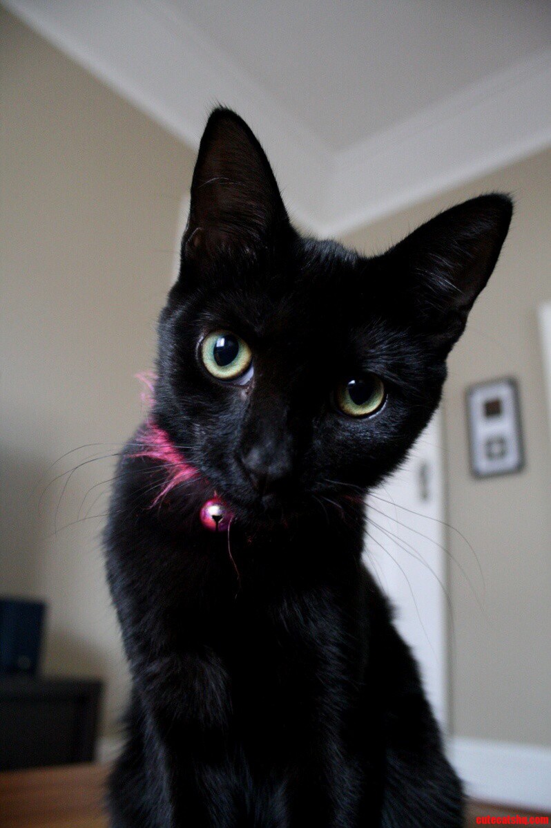 My Black Sookie.