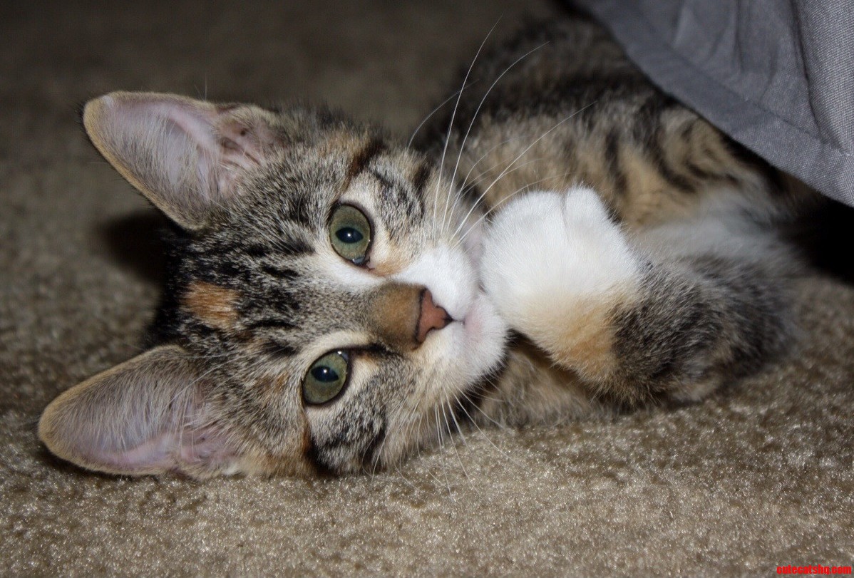 My Boyfriend and I Went Out to Buy Furniture for Our New Apartment and Instead We Came Back with a Kitten. Meet Mj