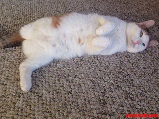 My Boyfriends 3 Legged Cat Is Cute Beyond Words