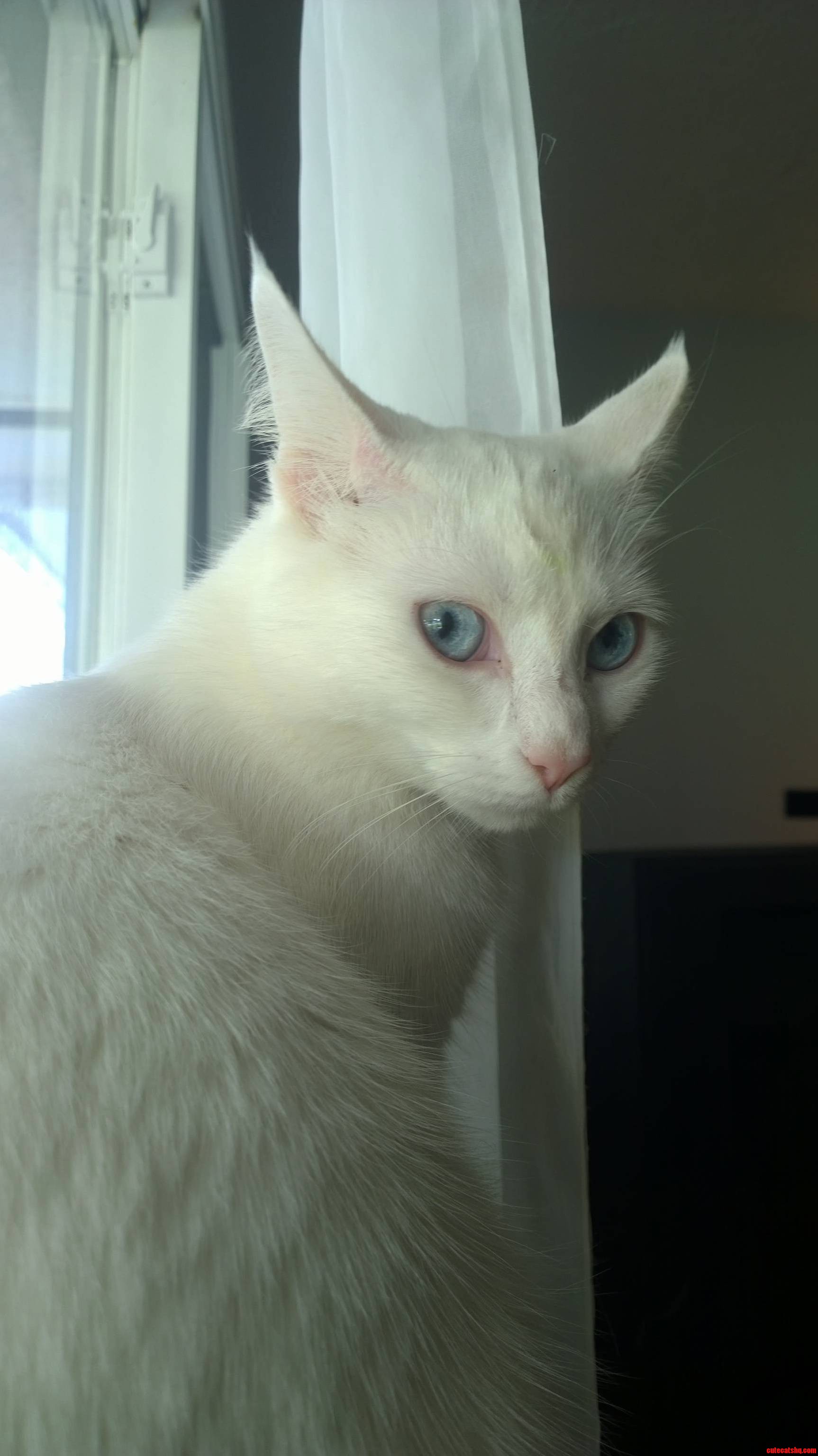 My Boyfriends Cat Babe