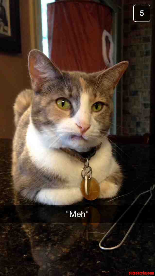 My Boyfriends Cat Loves to Make This Face