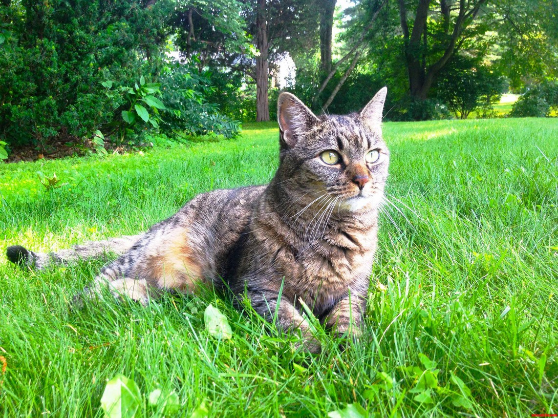 My Boyfriends Tabby Willow