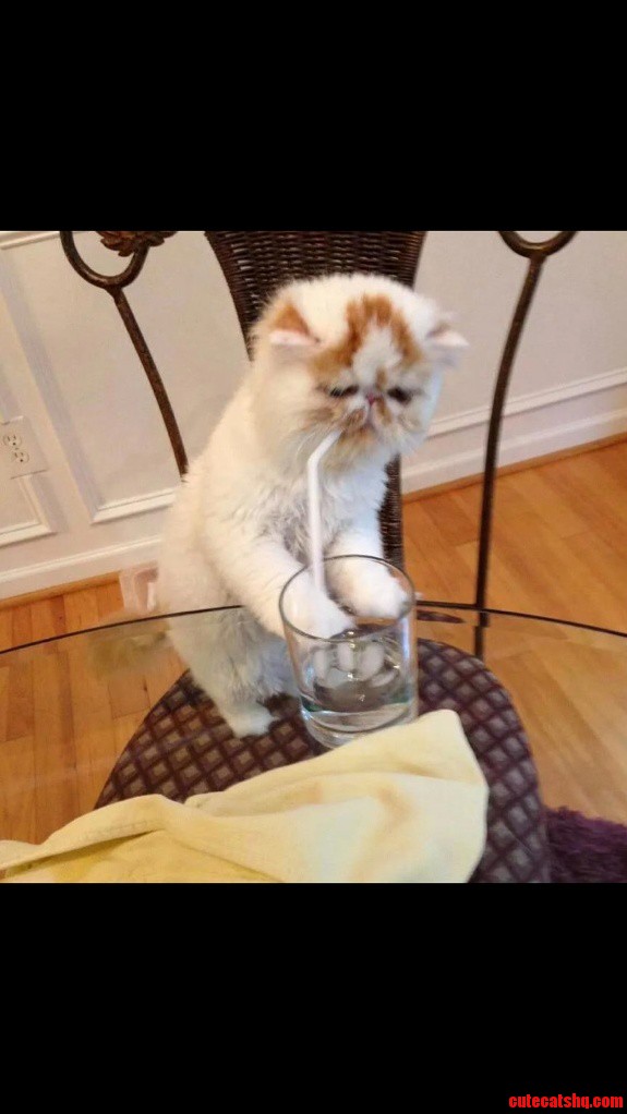 My Brother Taught His Cat Proper Manners and Cats Make Me Sneeze.