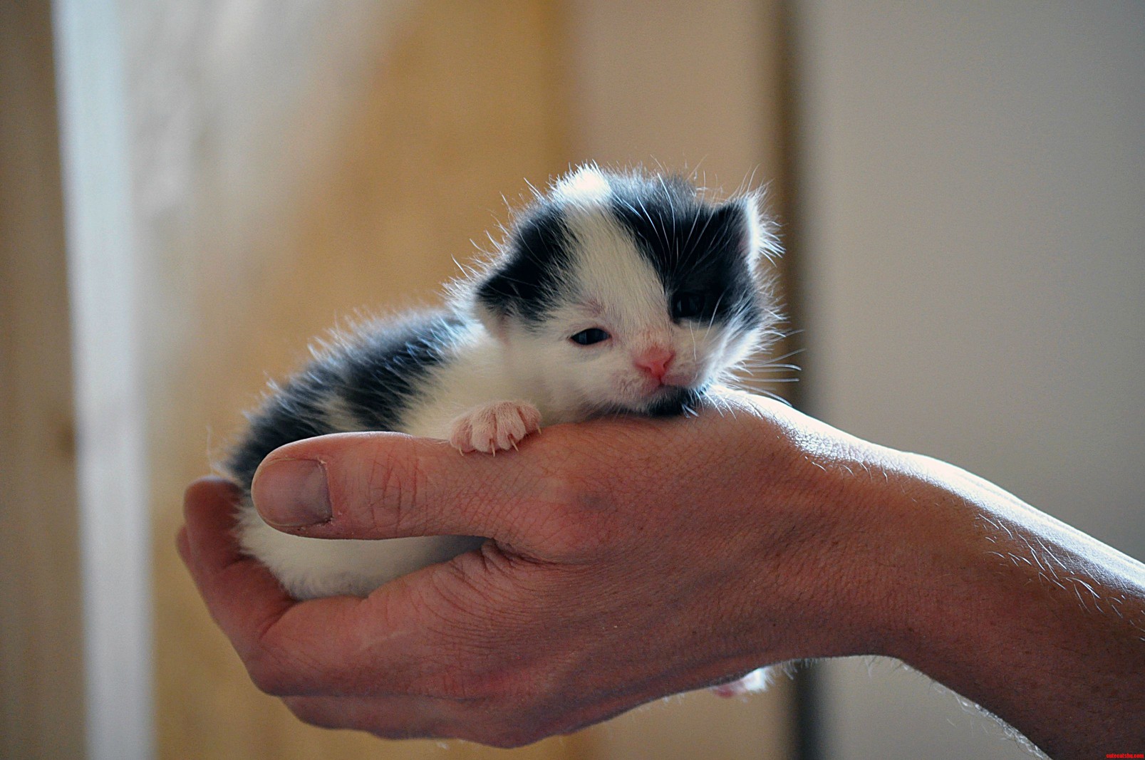 My Brothers Awesome Kitten.