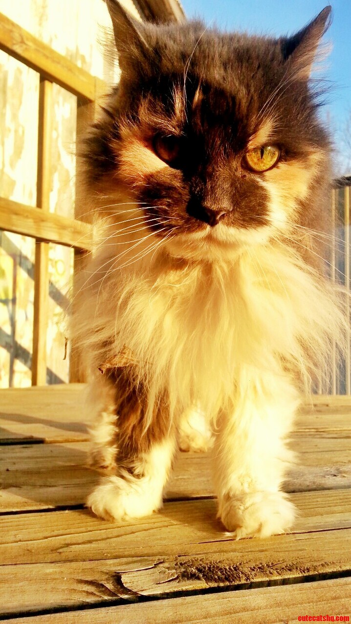 My Buddys Barn Cat Ewok. Shes Nearly 20 and Still the Most Beautiful Cat I Ve Seen.