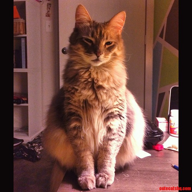 My Cat Archer Has Hips That Dont Lie
