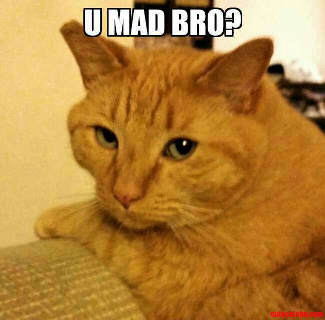 My Cat Became a Meme