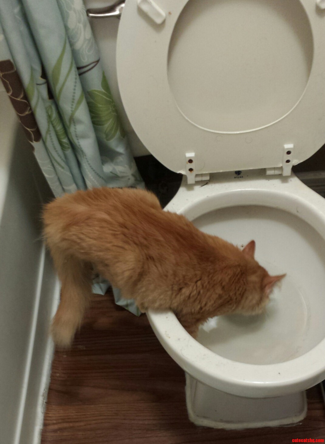 My Cat Being Classy