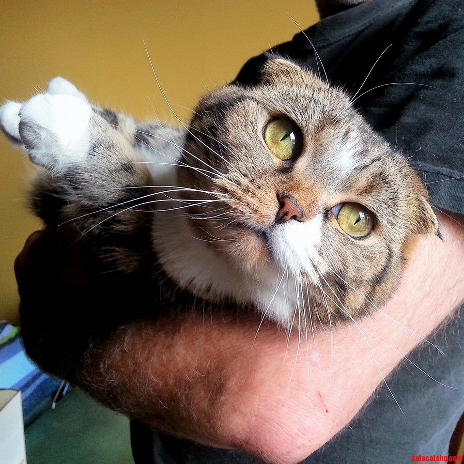 My Cat Being Held by My Dad. I Just Think It Is an All Around Good Picture.
