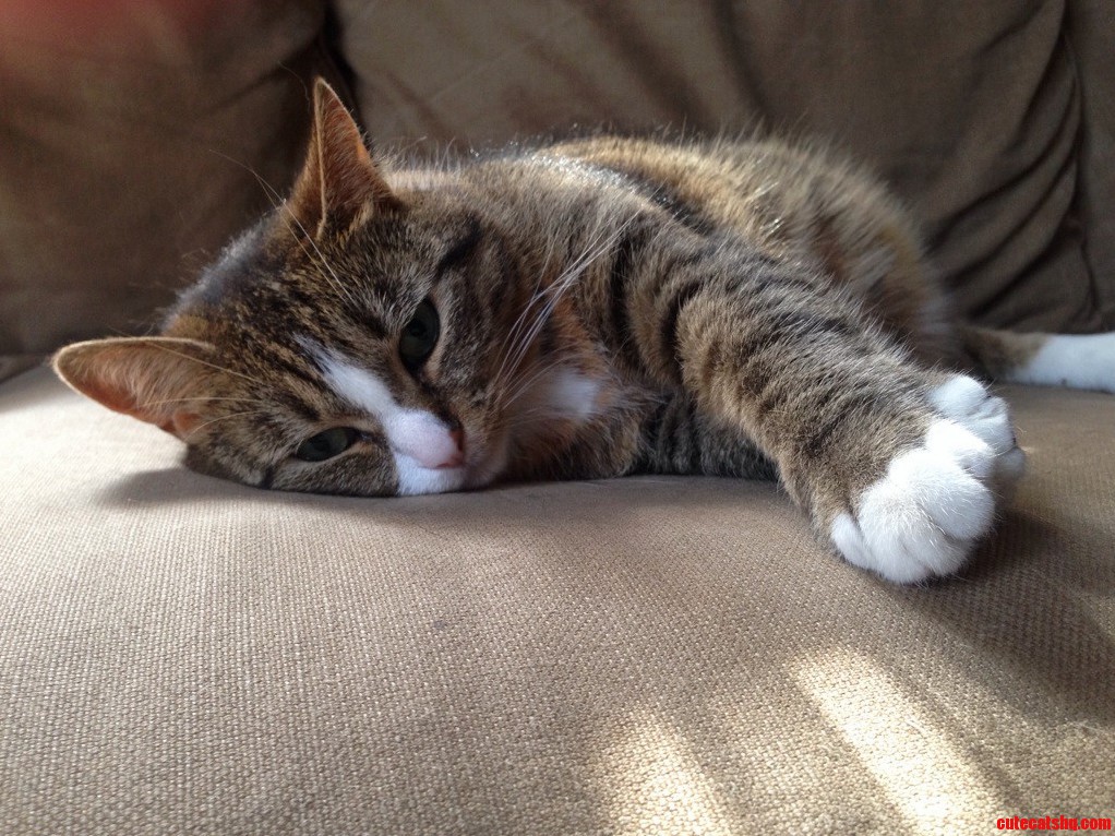 My Cat Being Lazy on the Sofa
