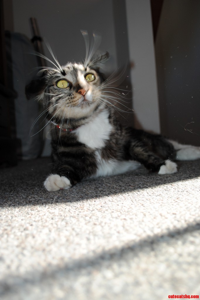 My Cat Boo Mid-sneeze.
