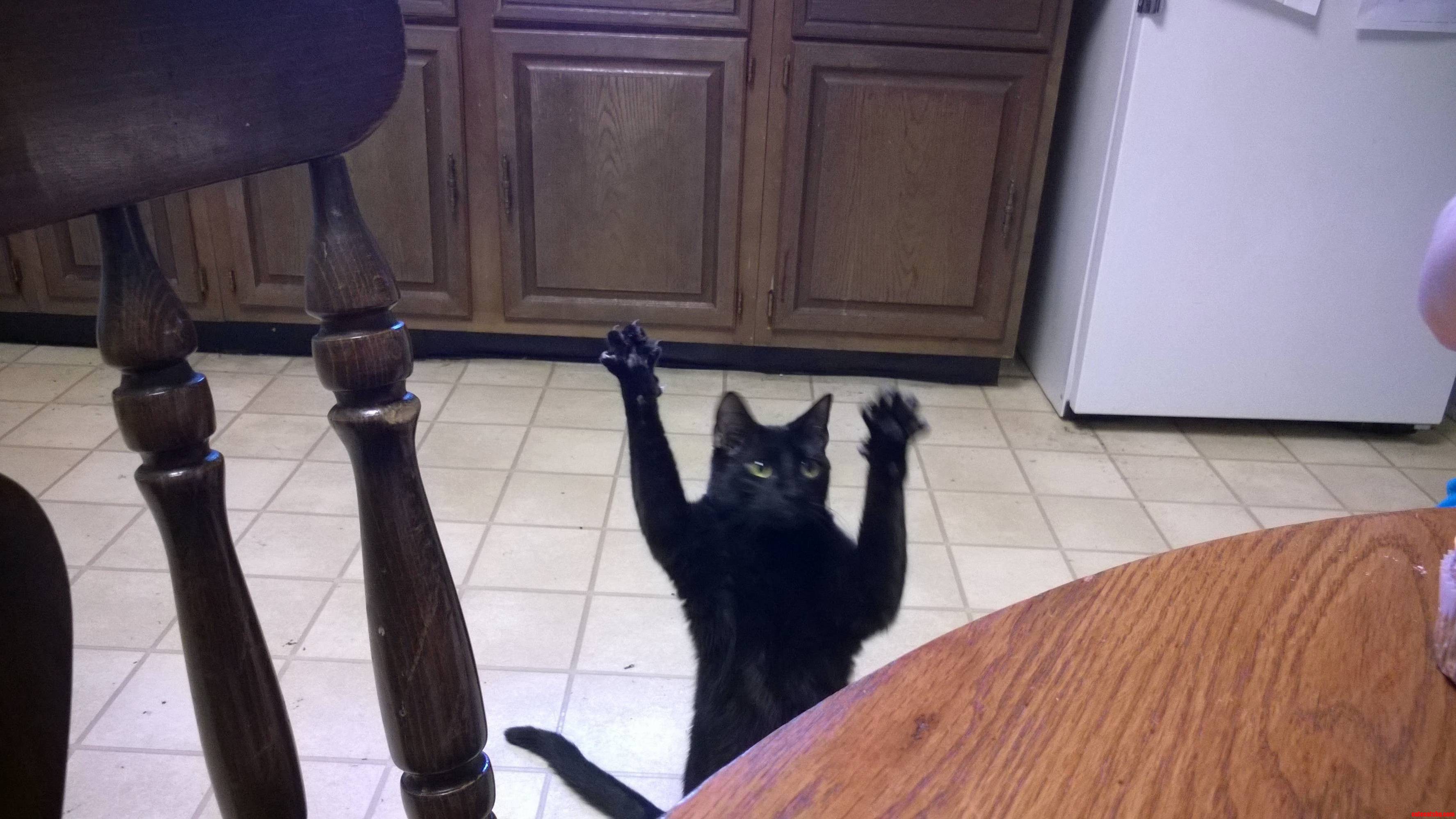 My Cat Can Beg Like a Champ.